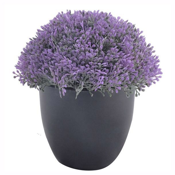 PLANTA DEC. REDONDA MOR. NEGRA