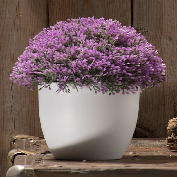 PLANTA DECORATIVA REDONDA MORADA