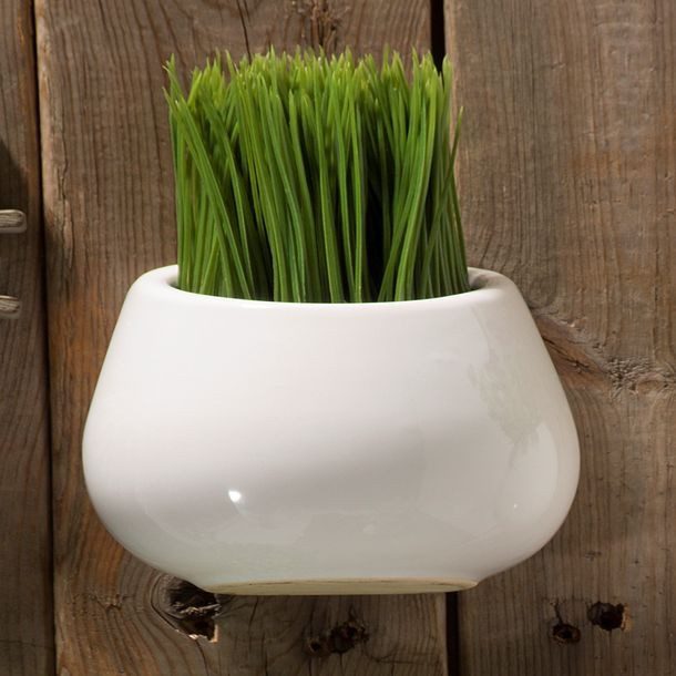 PLANTA DECORATIVA MESA/PARED PASTO