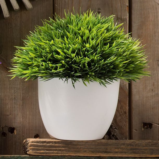 PLANTA DEC PASTO CORTO BLANCO