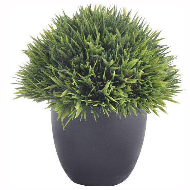 PLANTA DECORATIVA PASTO CORTO NEGRA