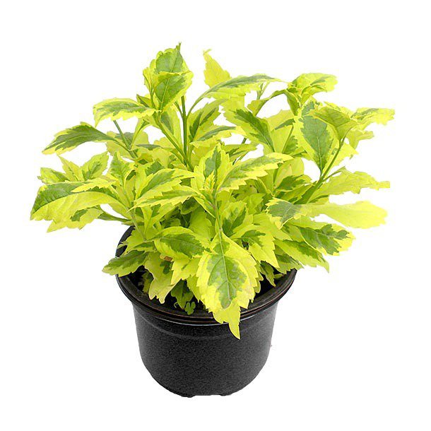 PLANTA DURANTA GOLD 6"