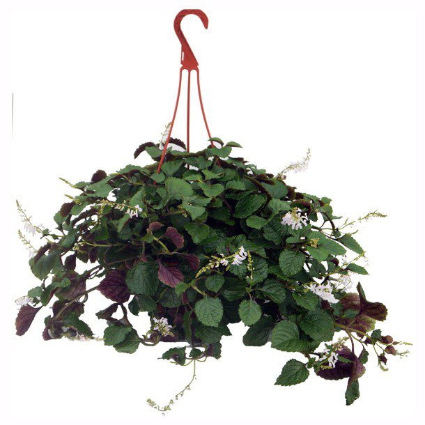 PLANTA HIEDRA SUECA 10"