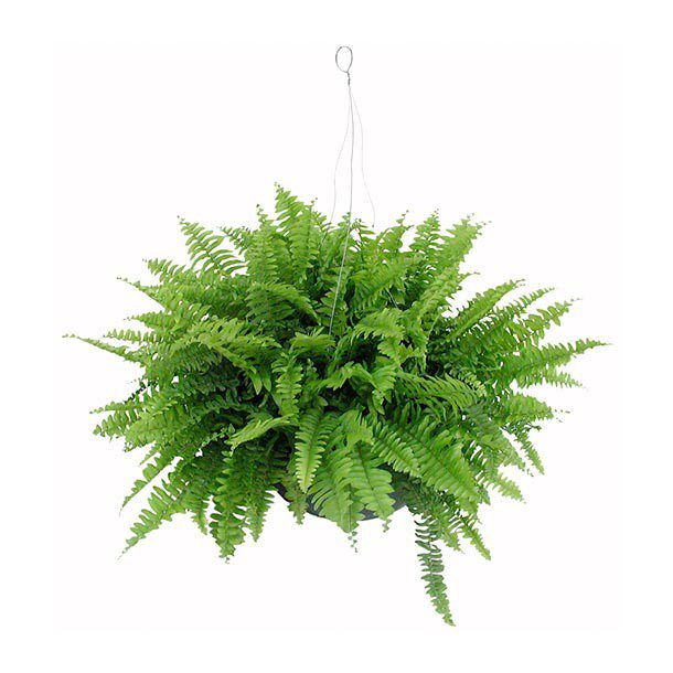 PLANTA HELECHO COLGANTE
