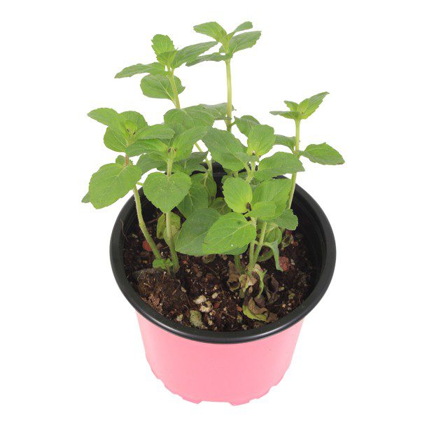 PLANTA HIERBABUENA 4"