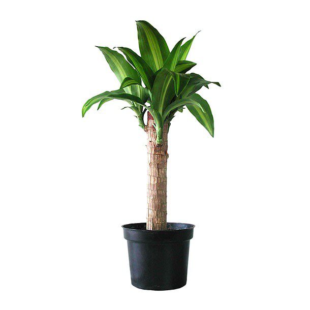 PLANTA PALO DE BRASIL 15 CM