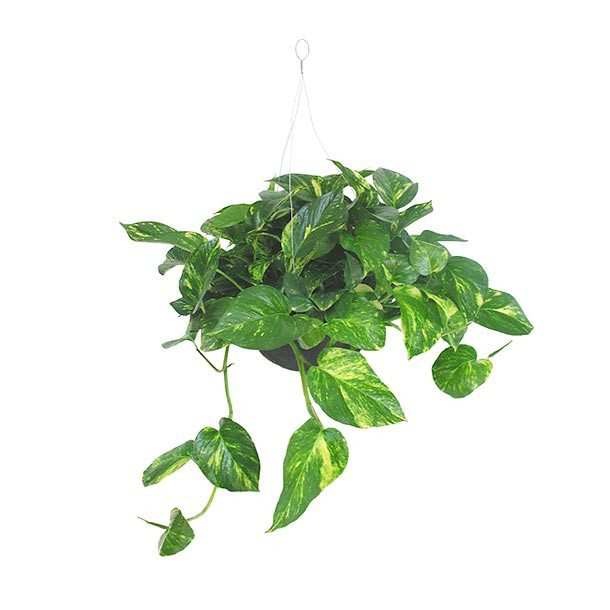 PLANTA TELÉFONO COLGANTE