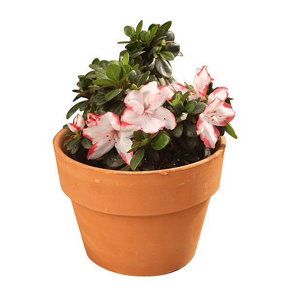 "PLANTA AZALEA 6"