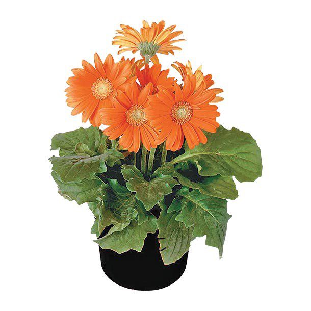 PLANTA GERBERA 6"