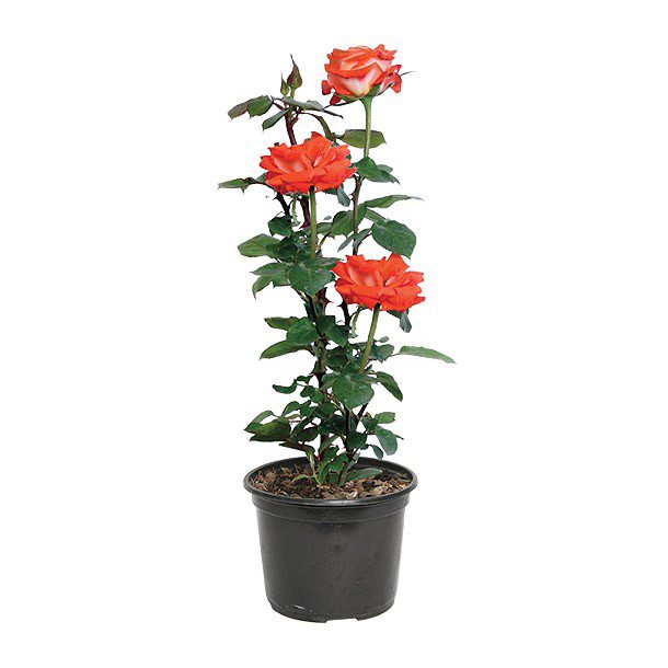 "PLANTA ROSAL FOREVER 6"