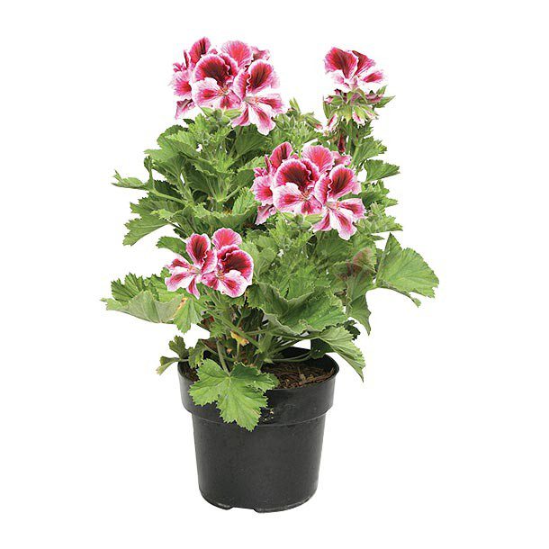 PLANTA GERANIO REGAL 6"