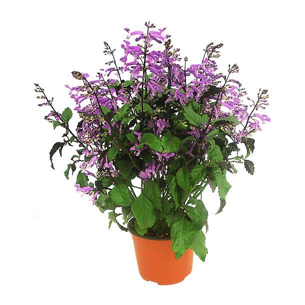 PLANTA MONALISA 6"
