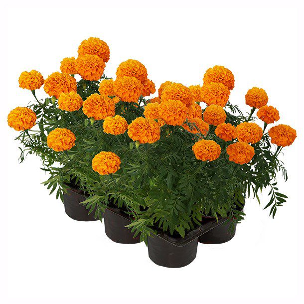 PLANTA CEMPASUCHIL 6 PIEZAS