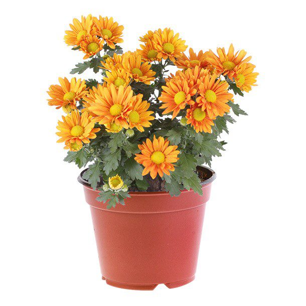 "PLANTA CRISANTEMO 6"