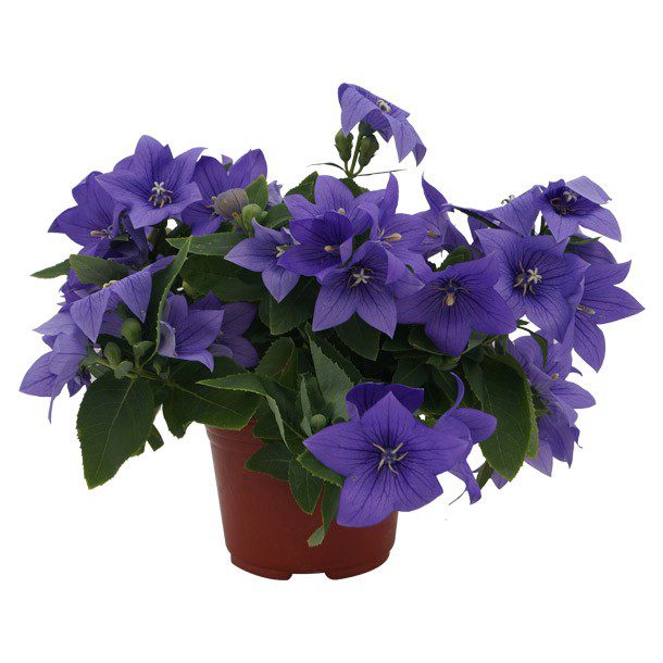 PLANTA PLATICODON 6"