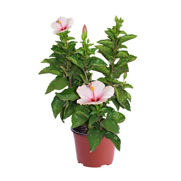 PLANTA TULIPAN MEXICANO 8"