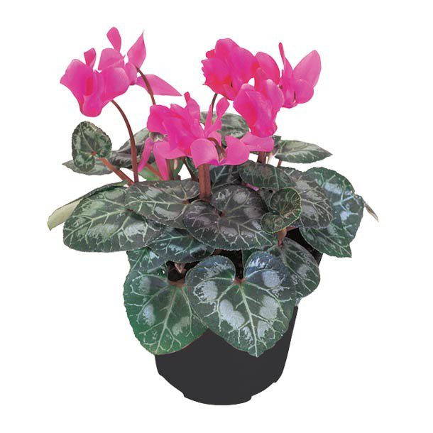 "PLANTA CYCLAMEN 6"