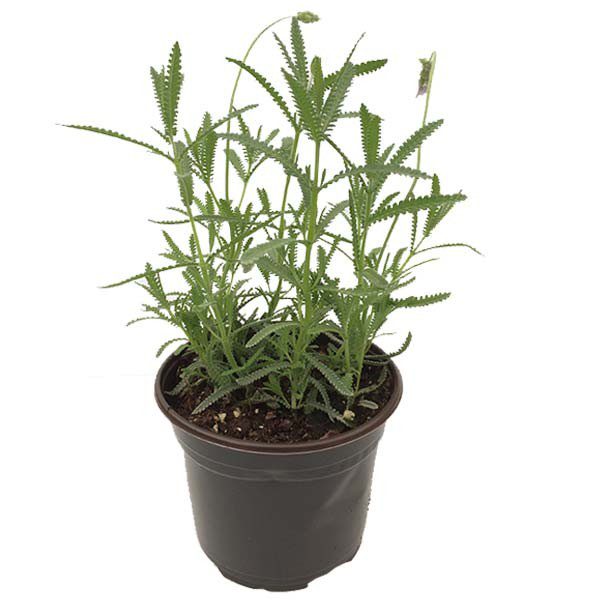 PLANTA LAVANDA 6"