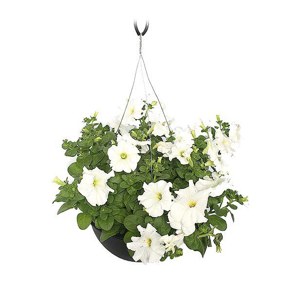 PLANTA COLGANTE PETUNIA 10"