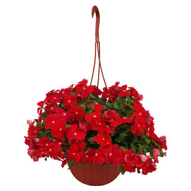 PLANTA VICA COLGANTE 8"
