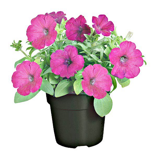 PLANTA PETUNIA 6"