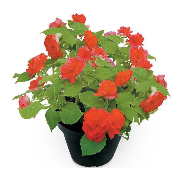 PLANTA VALLERIANA 6"