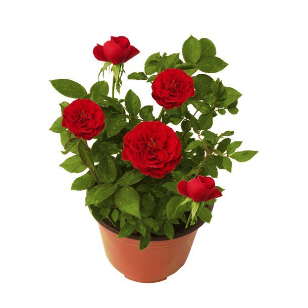 PLANTA ROSAL COSTER 6"